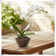 Misa, miska, salaterka szklana Daga H-9 D-16,5 - 10