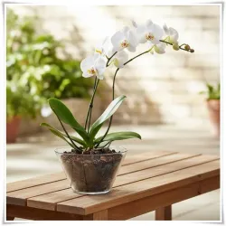 Misa, miska, salaterka szklana Daga H-9 D-16,5 - 10